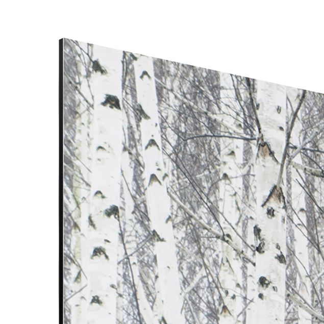 Print on aluminium - Birch Trees In Autumn