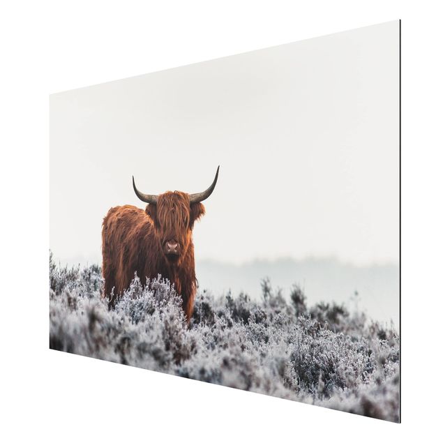 Print on aluminium - Bison In The Highlands