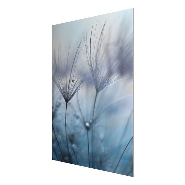 Print on aluminium - Blue Feathers In The Rain