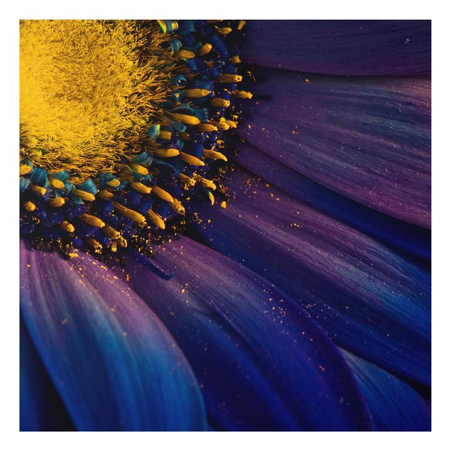 Print on aluminium - Blue Gerbera Flower