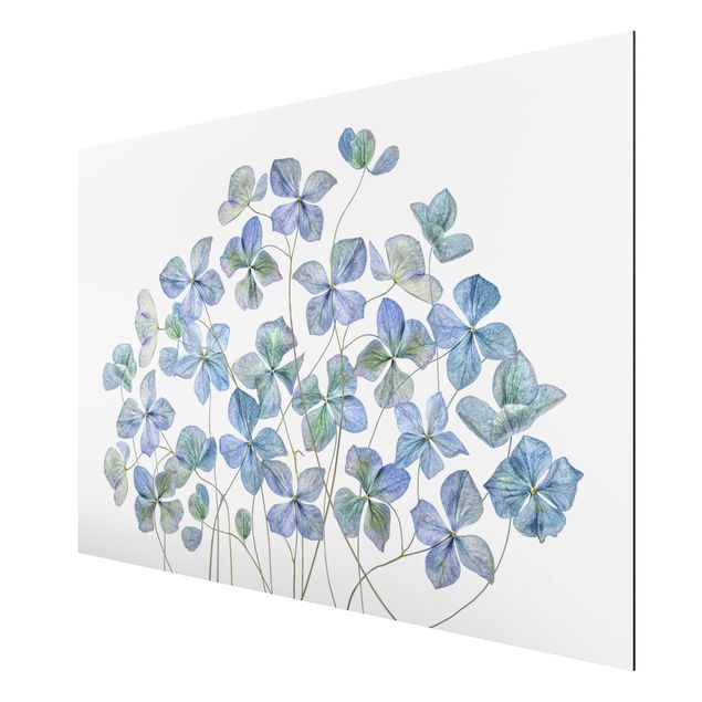 Print on aluminium - Blue Hydrangea Flowers