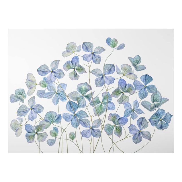 Dibond Blue Hydrangea Flowers