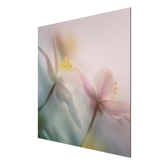 Print on aluminium - Wood anemone