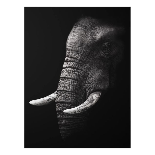 Alu dibond Dark Elephant Portrait