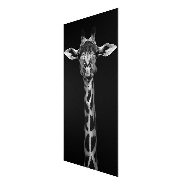 Print on aluminium - Dark Giraffe Portrait