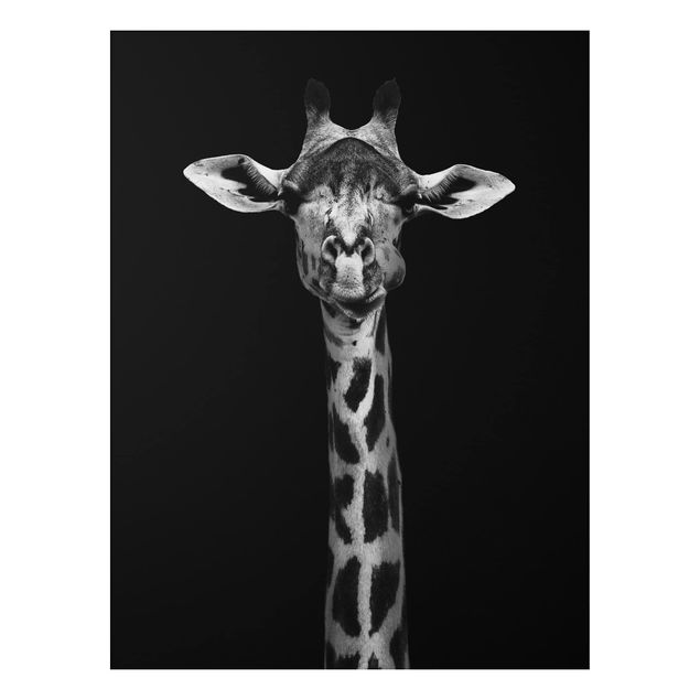 Aluminium dibond Dark Giraffe Portrait
