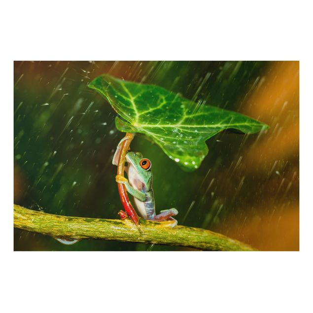 Aluminium dibond Frog In The Rain
