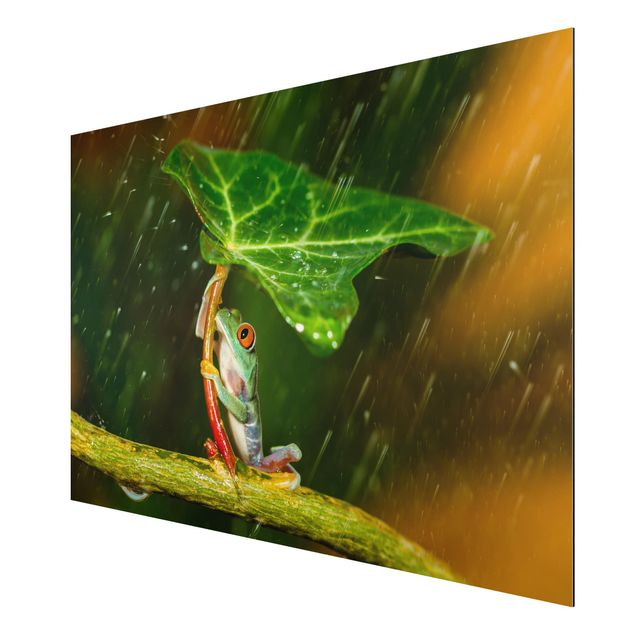 Print on aluminium - Frog In The Rain