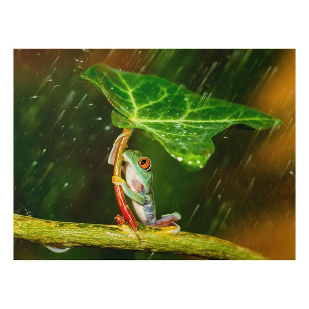 Aluminium dibond Frog In The Rain