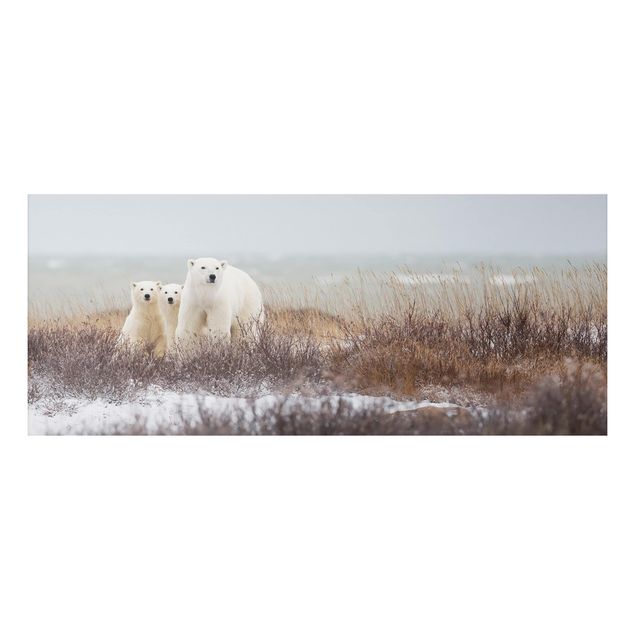 Alu dibond Polar Bear And Her Cubs