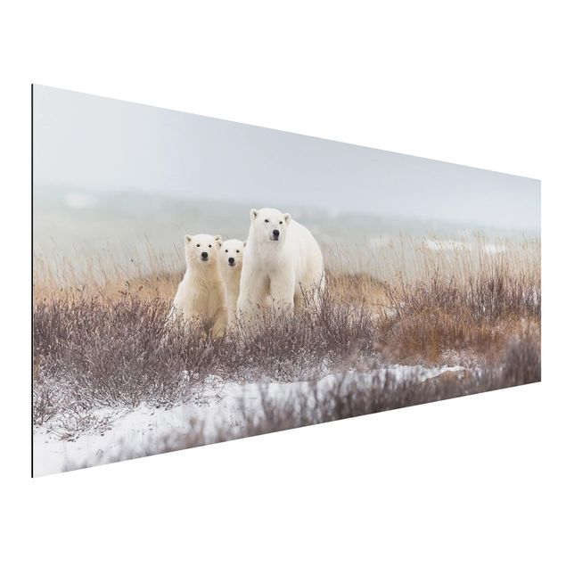 Print on aluminium - Polar Bear And Her Cubs