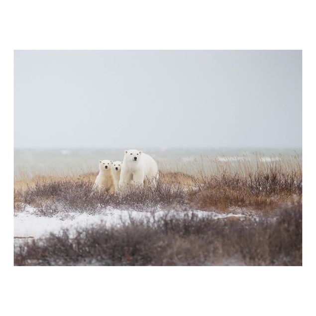 Alu dibond Polar Bear And Her Cubs