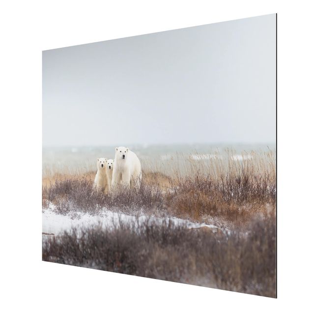 Print on aluminium - Polar Bear And Her Cubs