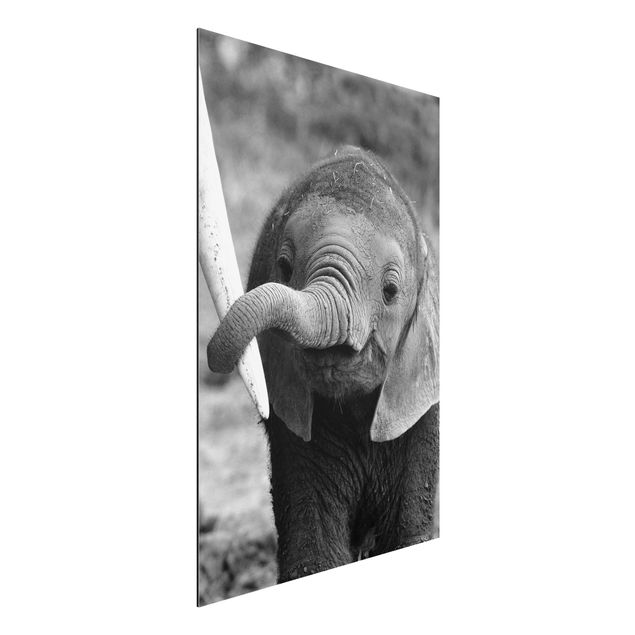 Alu dibond Baby Elephant