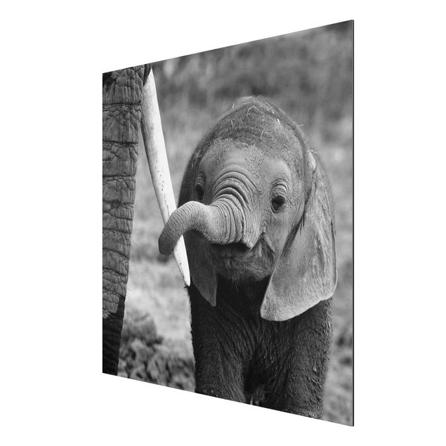 Print on aluminium - Baby Elephant