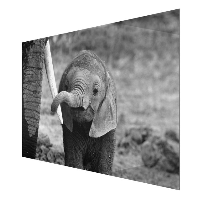 Print on aluminium - Baby Elephant