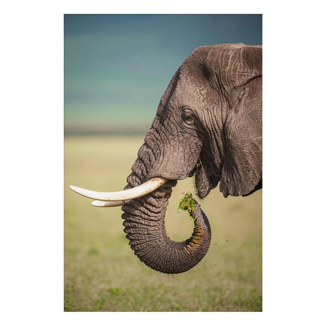 Dibond Feeding Elephants In Africa