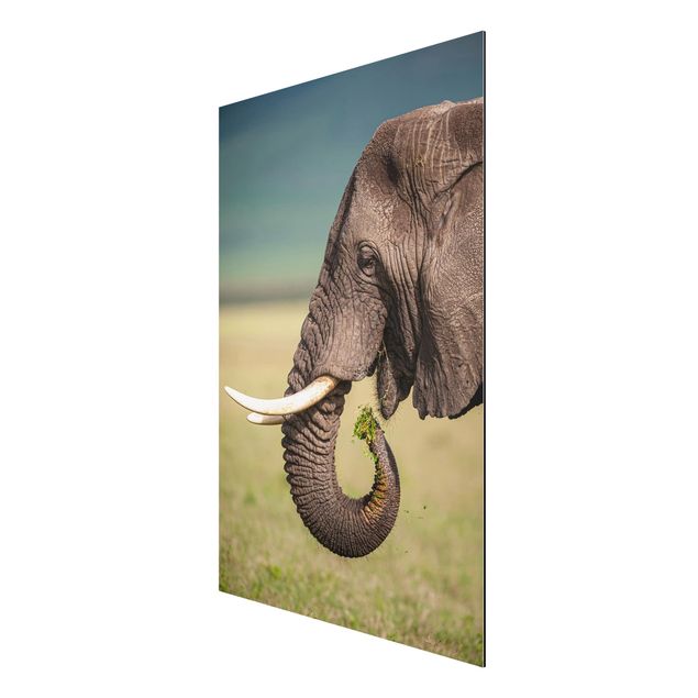 Print on aluminium - Feeding Elephants In Africa