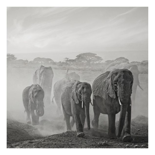 Print on aluminium - Herd Of Elephants
