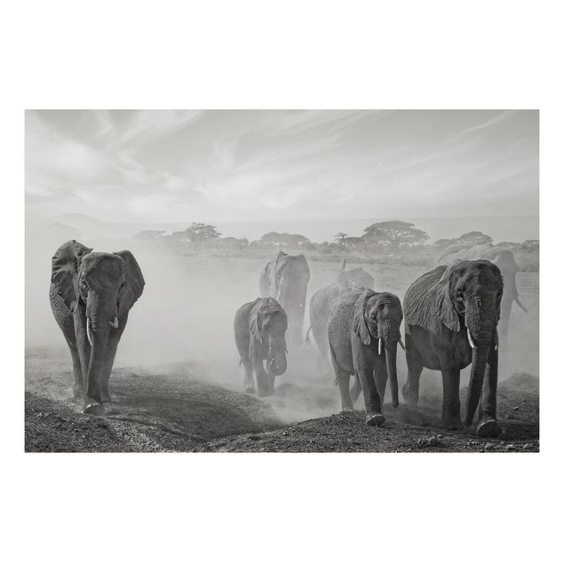 Print on aluminium - Herd Of Elephants