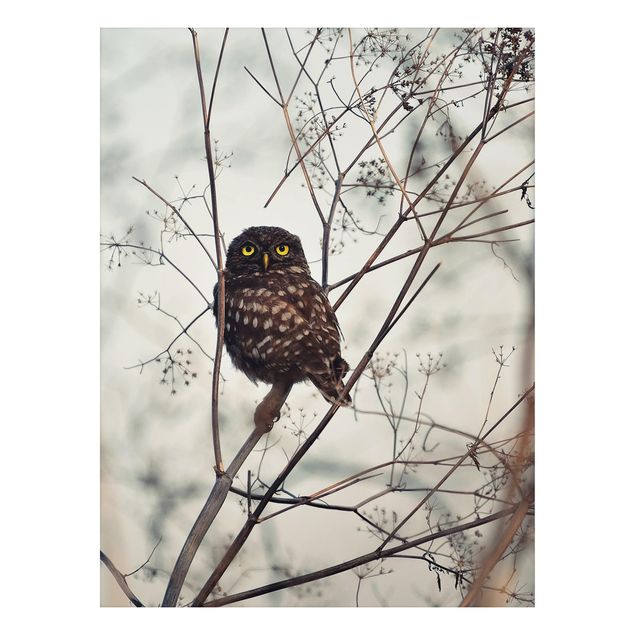 Aluminium dibond Owl In The Winter