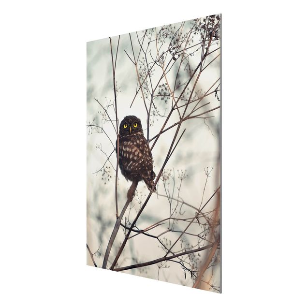 Print on aluminium - Owl In The Winter