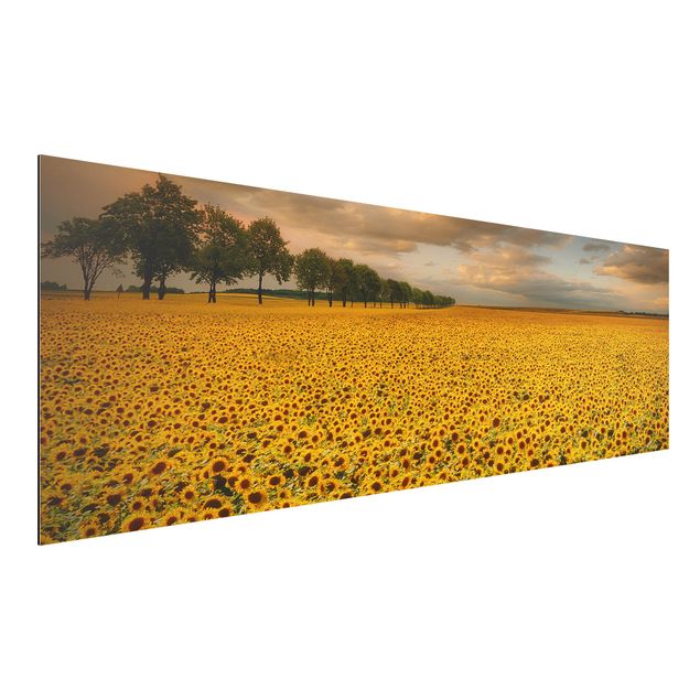 Dibond Field With Sunflowers