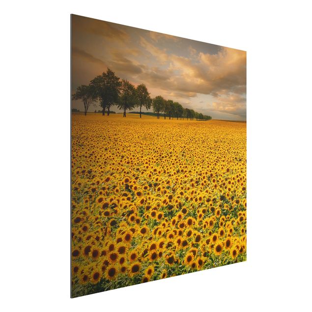 Dibond Field With Sunflowers