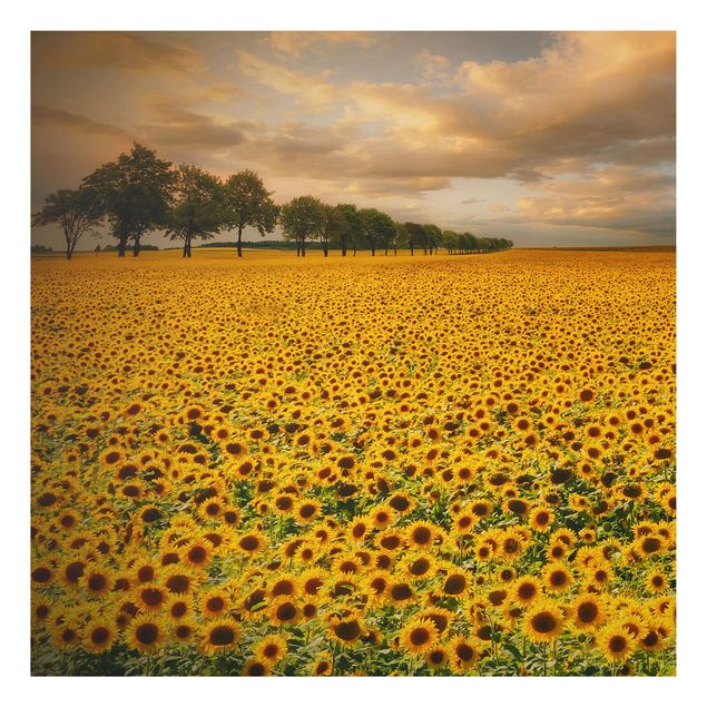 Print on aluminium - Field With Sunflowers