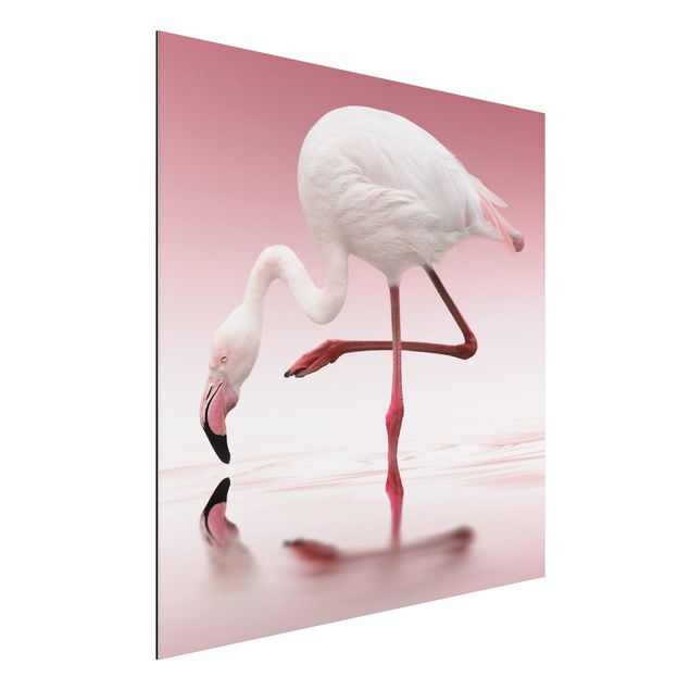Aluminium dibond Flamingo Dance