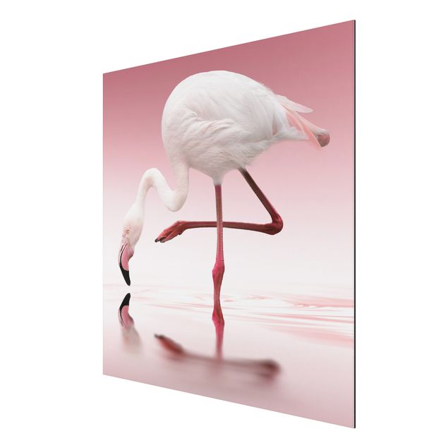 Print on aluminium - Flamingo Dance