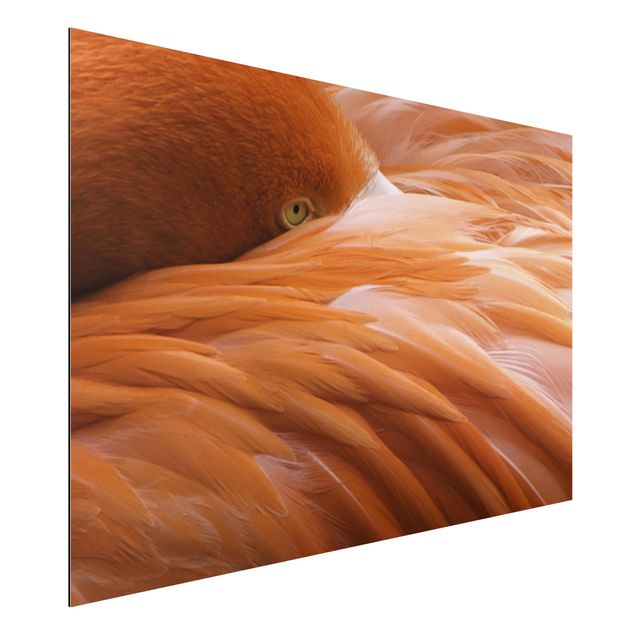 Alu dibond Flamingo Feathers