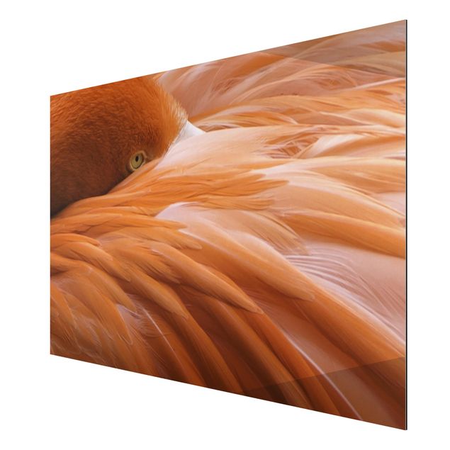 Print on aluminium - Flamingo Feathers