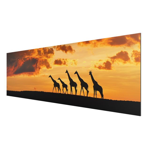 Print on aluminium - Five Giraffes