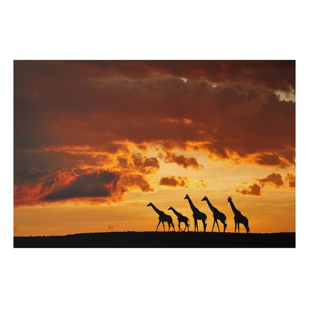 Print on aluminium - Five Giraffes