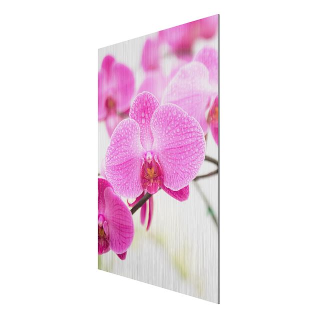 Print on aluminium - Close-Up Orchid