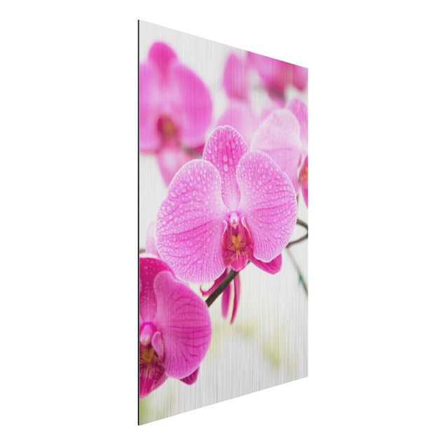Alu dibond Close-Up Orchid