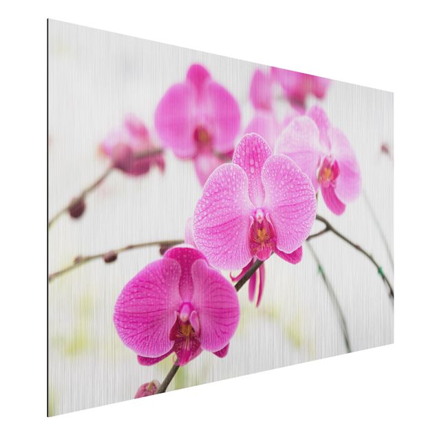 Alu dibond Close-Up Orchid