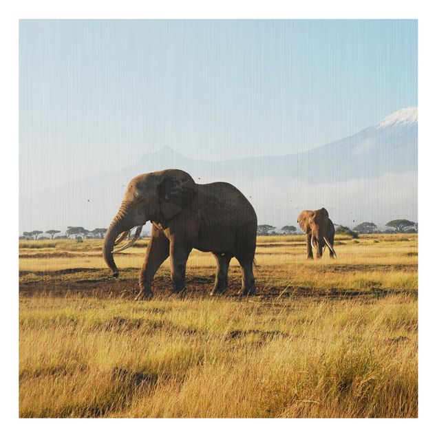 Print on aluminium - Elephants In Front Of The Kilimanjaro In Kenya