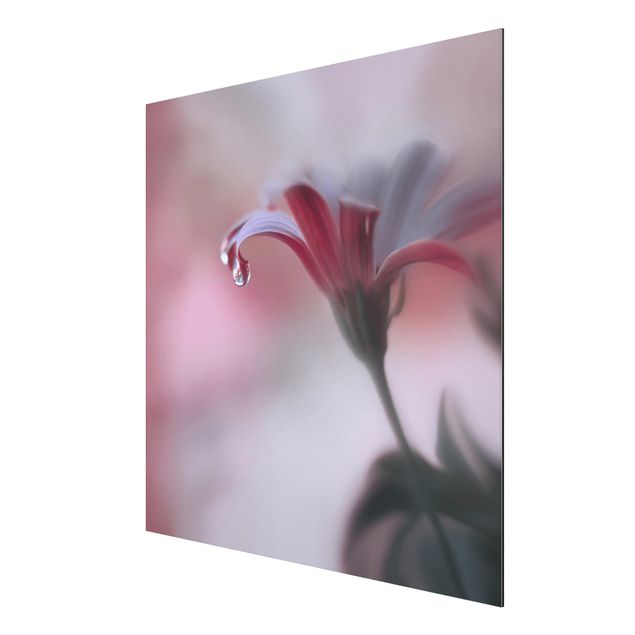 Print on aluminium - Invisible Touch