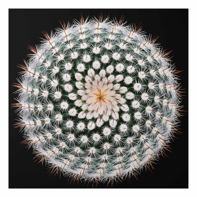 Print on aluminium - Cactus Flower