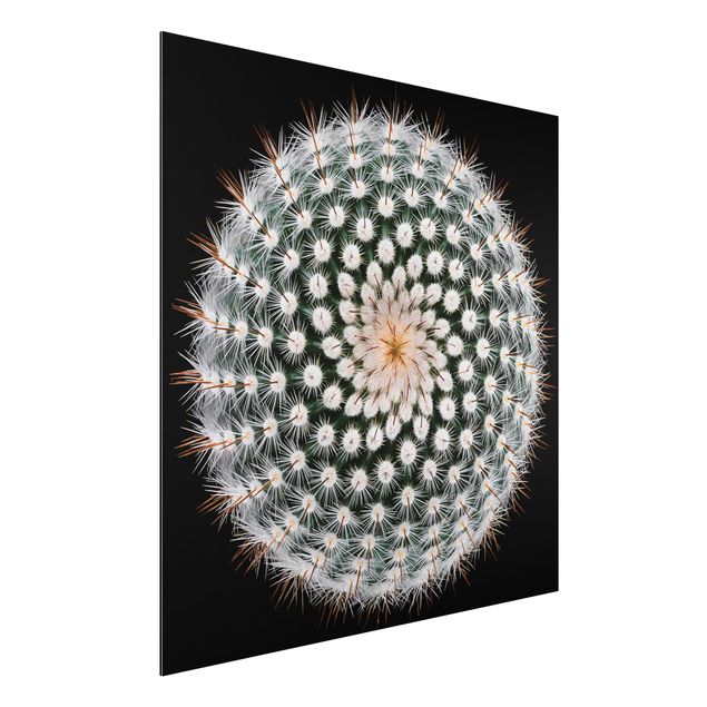 Alu dibond Cactus Flower