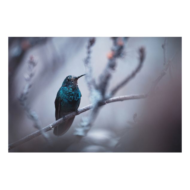 Print on aluminium - Hummingbird In Winter
