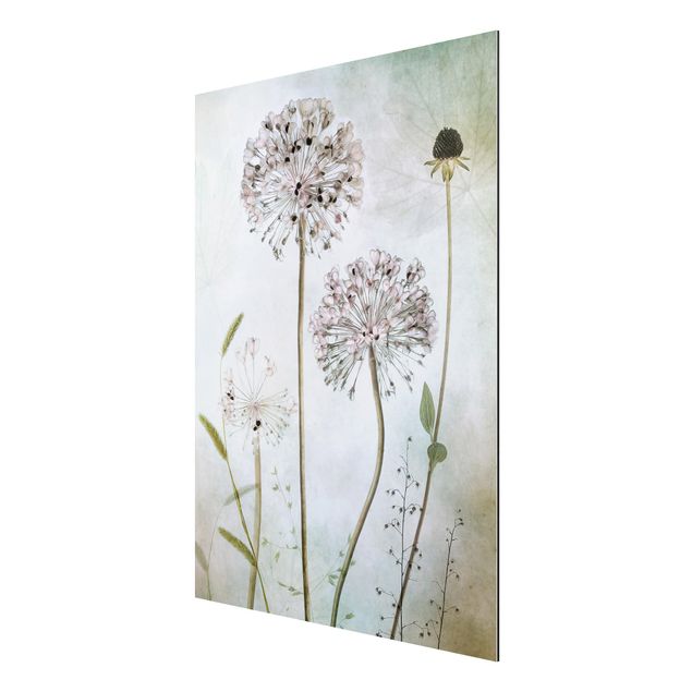 Print on aluminium - Allium flowers in pastel