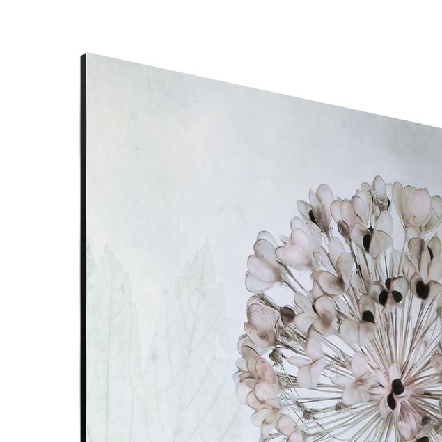 Print on aluminium - Allium flowers in pastel