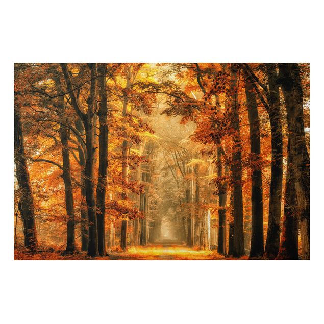 Print on aluminium - Enchanted Forest In Autumn