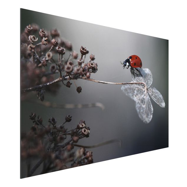 Dibond Ladybird On Hydrangea