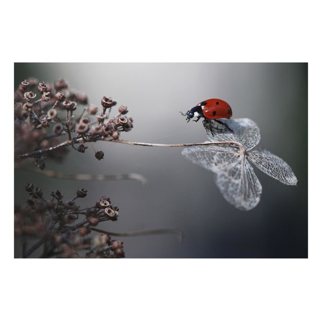 Print on aluminium - Ladybird On Hydrangea