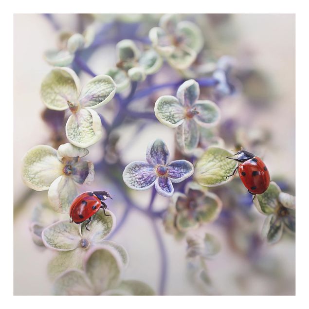 Print on aluminium - Ladybird In The Garden