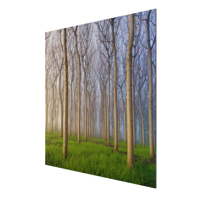 Print on aluminium - Morning In The Forest
